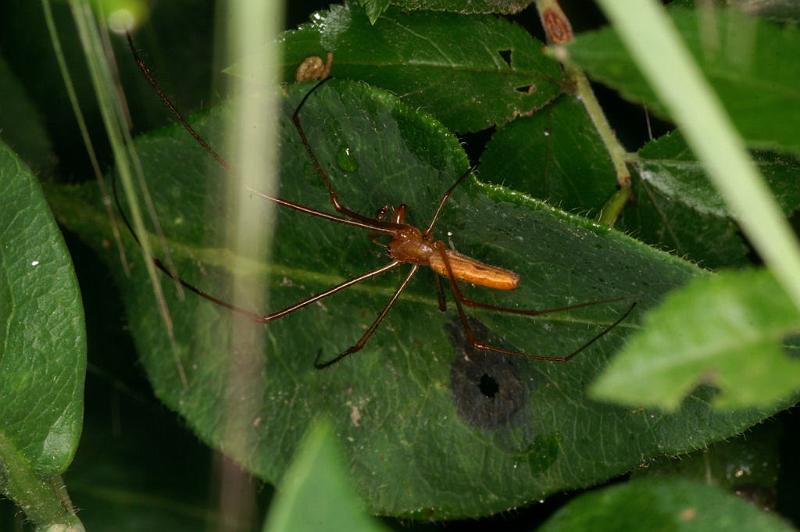 Tetragnatha_montana_D4904_Z_78_Les Gris_Frankrijk.jpg